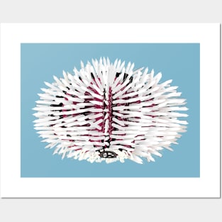 White and red sea urchin animal Posters and Art